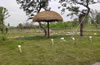 ��ͨɭ��Ұ����(d��ng)��